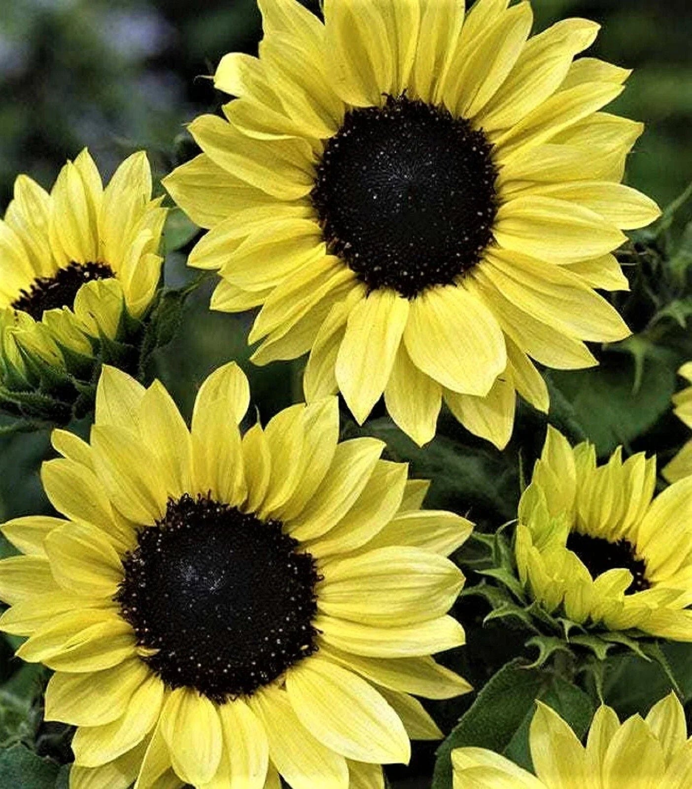 Sunflower Seeds Moonshine Variety - 50+ Helianthus annuus Seeds for Gardens & Cut Flowers