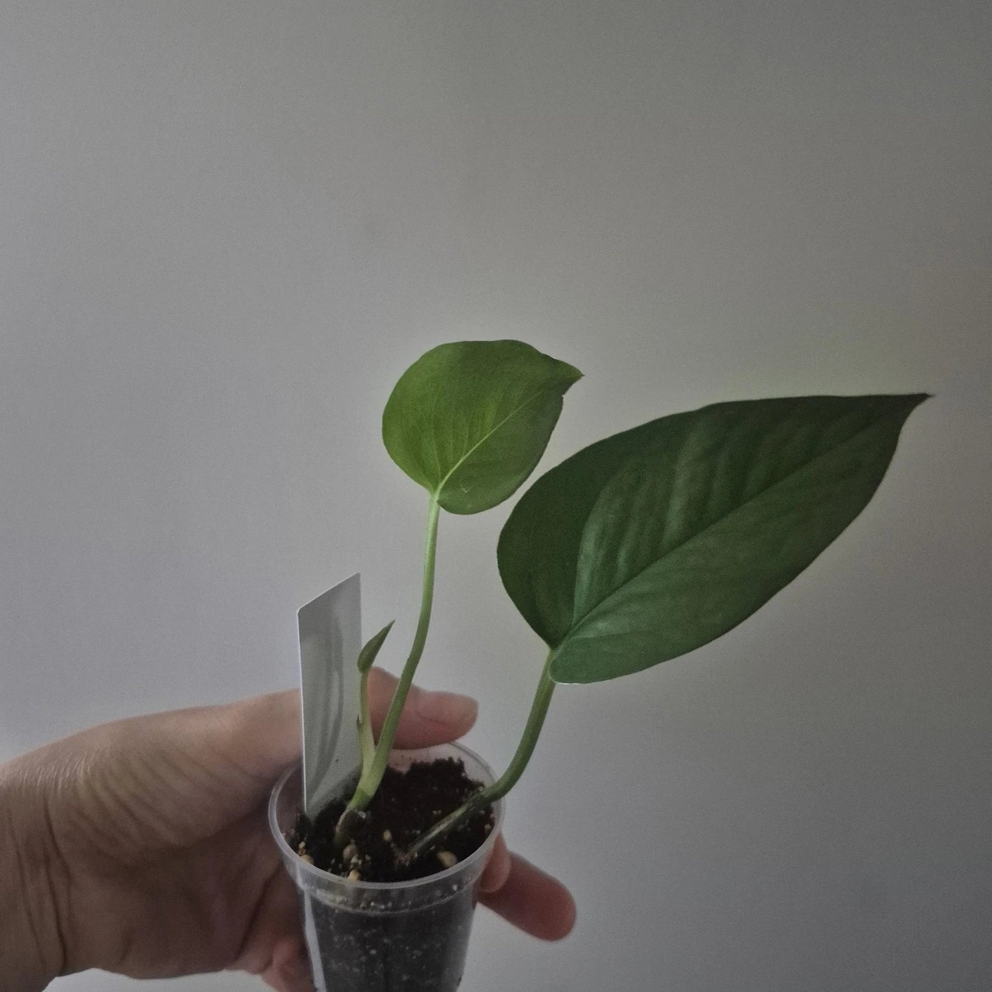 Jade Pothos Indoor Houseplant 2-Inch Pot Epipremnum aureum Easy Care Green Foliage