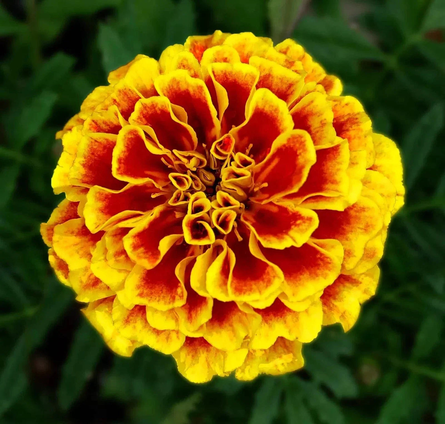 French Marigold Seeds - 600+ Heirloom Dwarf Naughty Marietta - Tagetes patula