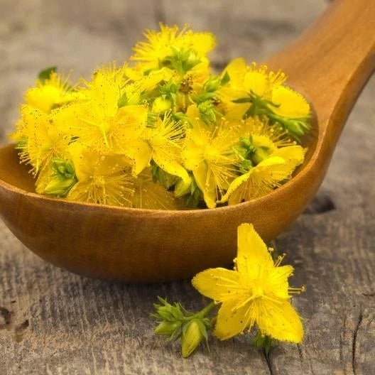 St. John's Wort Seeds - 500 Non-GMO Hypericum perforatum Perennial Herb with Yellow Flowers for Gardens & Pollinators