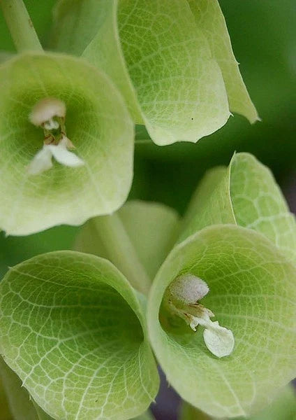 Bells of Ireland Flowers - Dried & Fresh - Bell-Shaped Bracts - Molucella laevis for Floral Arrangements