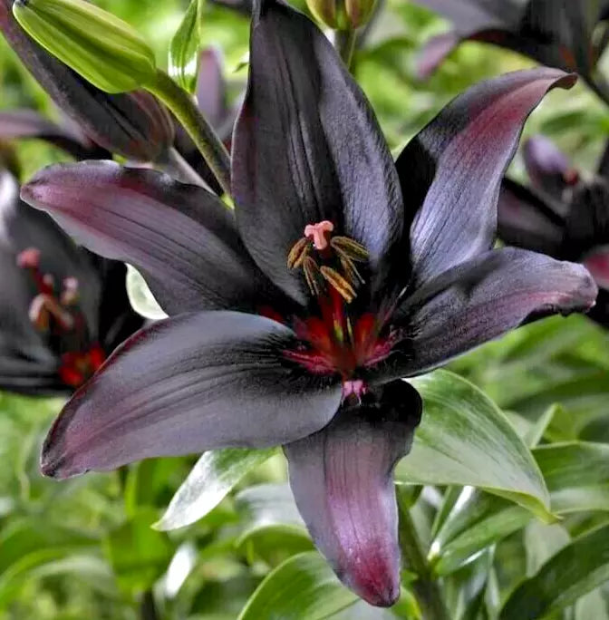Large Burgundy Red Asiatic Lily Bulb - Lilium 'Landini' Flower for Borders & Containers