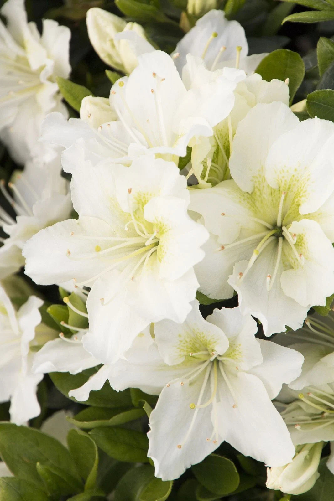 Small Rooted Snow Azalea Starter Plant - Rhododendron deciduous, White blooms, Easy care, Garden, Container, Border
