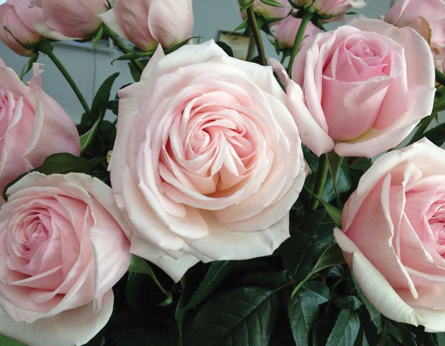 Francis Meilland Plant Unrooted Cuttings - 3 Fresh 6” Long Rosa 'Meilland'