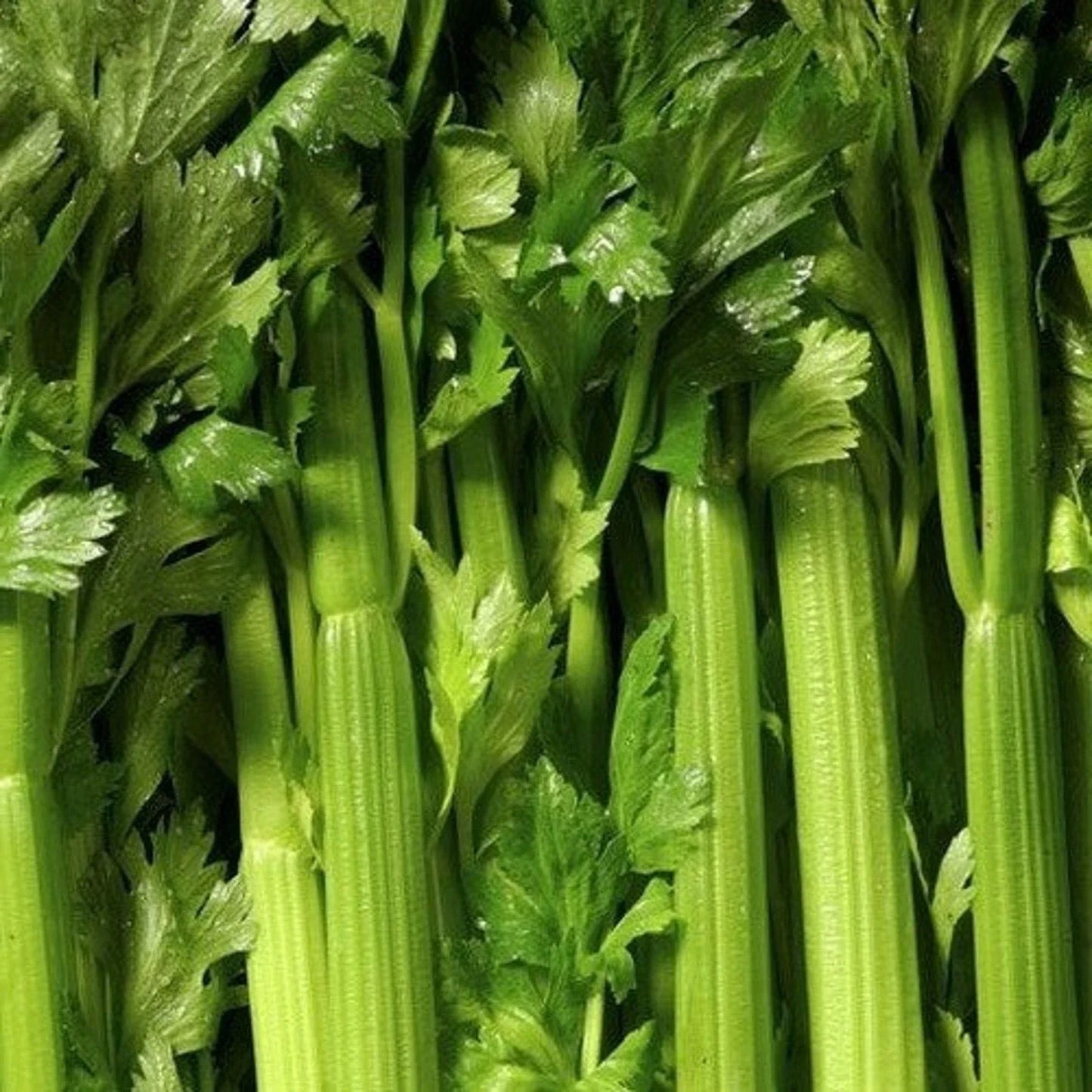 Tendercrisp Celery Seeds - Non-GMO Apium graveolens Vegetable Seeds for Home Garden, Crisp Stalks, 2000+ Seeds