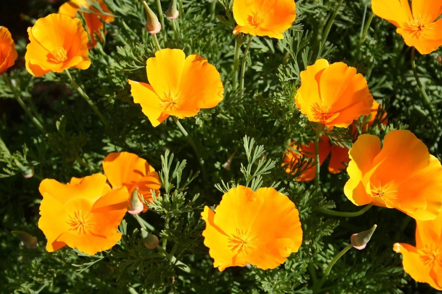 California Orange Poppy Seeds - Pack of 200+ Eschscholzia californica for Garden Planting, Wildflower, Border, Meadow