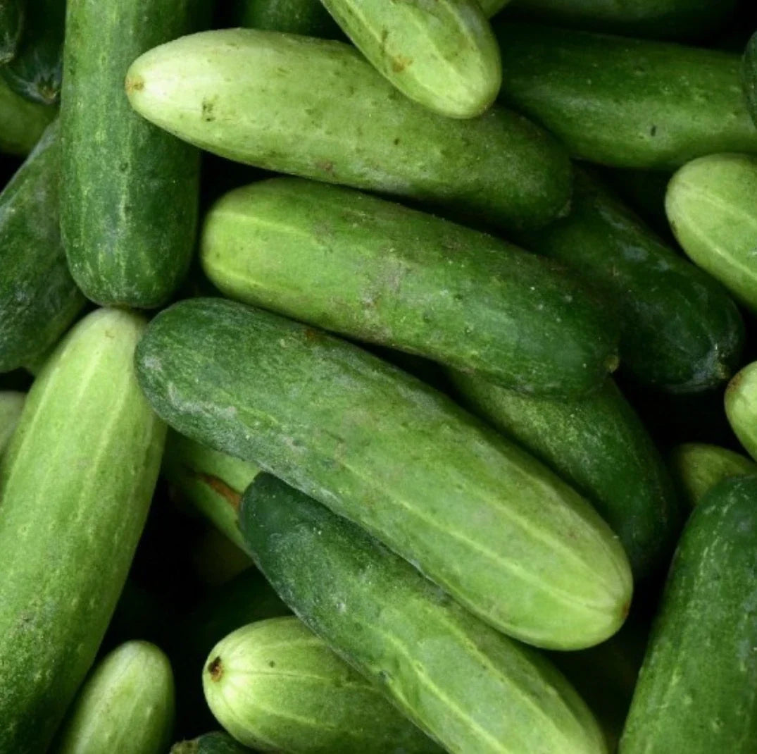 Marketmore 76 Cucumber Seeds – Non-GMO Vegetable Seeds for Planting, Cucumis sativus, Vining, Full Sun