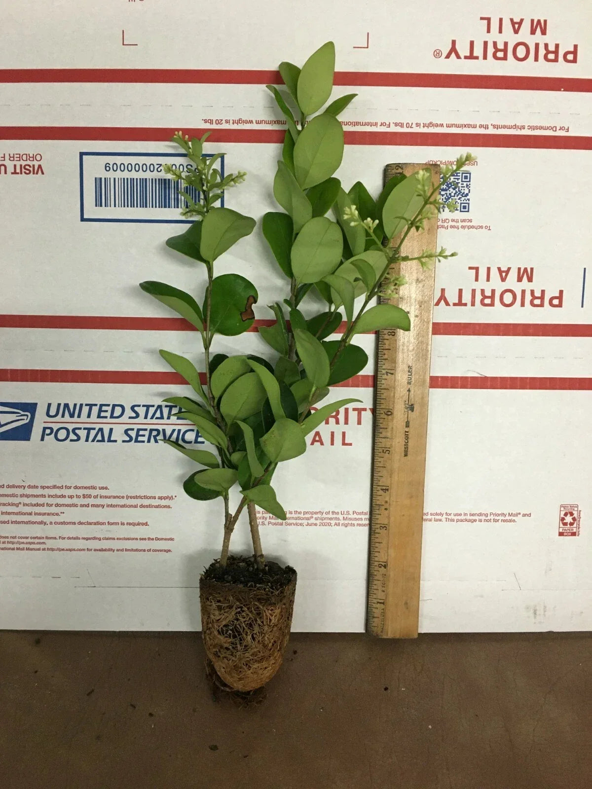 Lucidum Ligustrum Live Plant - Evergreen Privet Shrub with Glossy Green Foliage
