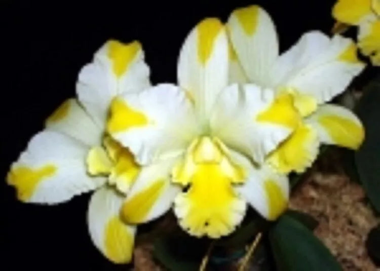Compact Orchid Plant 2.5" Pot Rhyncattleanthe Solar Flare 'Paradise' Indoor Orchid, Easy Care, Vibrant Blooms