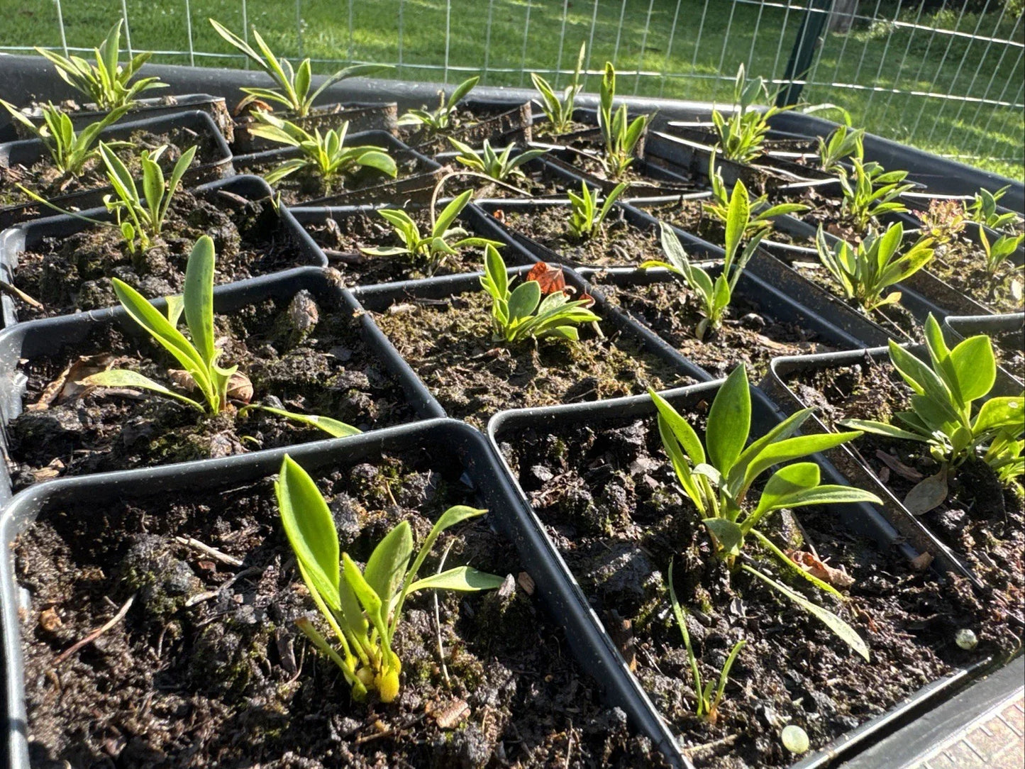Lilium Catesbaei Pine Lily Seeds - Ultra Rare Genetics from Scotland, NC for Unique Garden Blooms