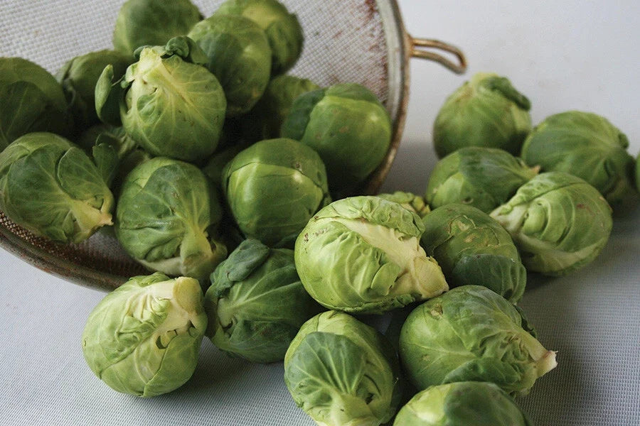 Brussels Sprouts Seeds - 500+ Count - Churchill Variety - Brassica oleracea - Garden Planting, Non-GMO, USA