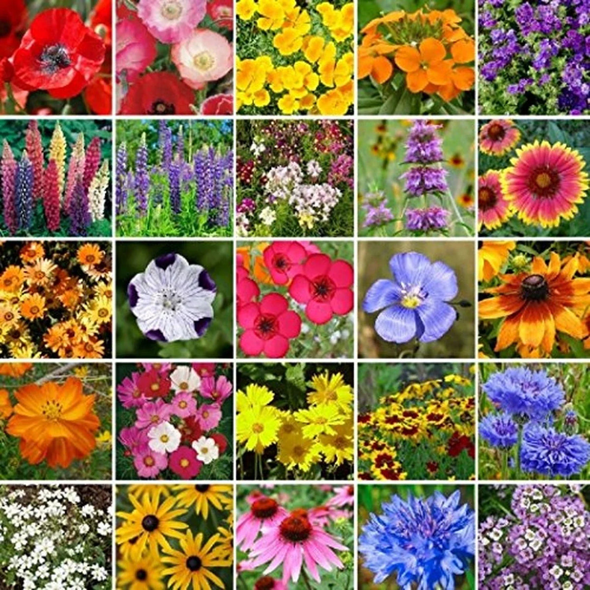 Bulk Southeast Wildflower Seed Mix Non-GMO 450,000 Seeds Native for Gardening & Landscaping