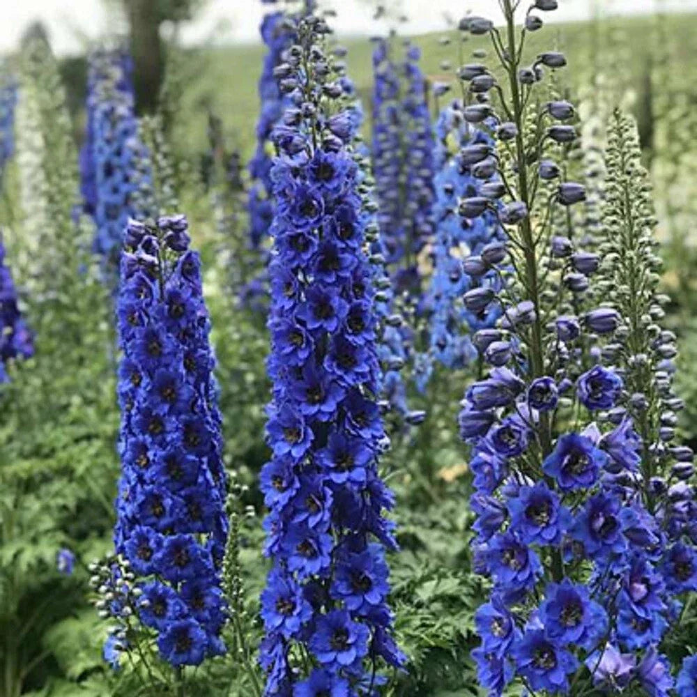Blue Buccanee Delphinium Seeds - 50 Perennial Flower Seeds for Borders & Cut Flowers - Delphinium elatum