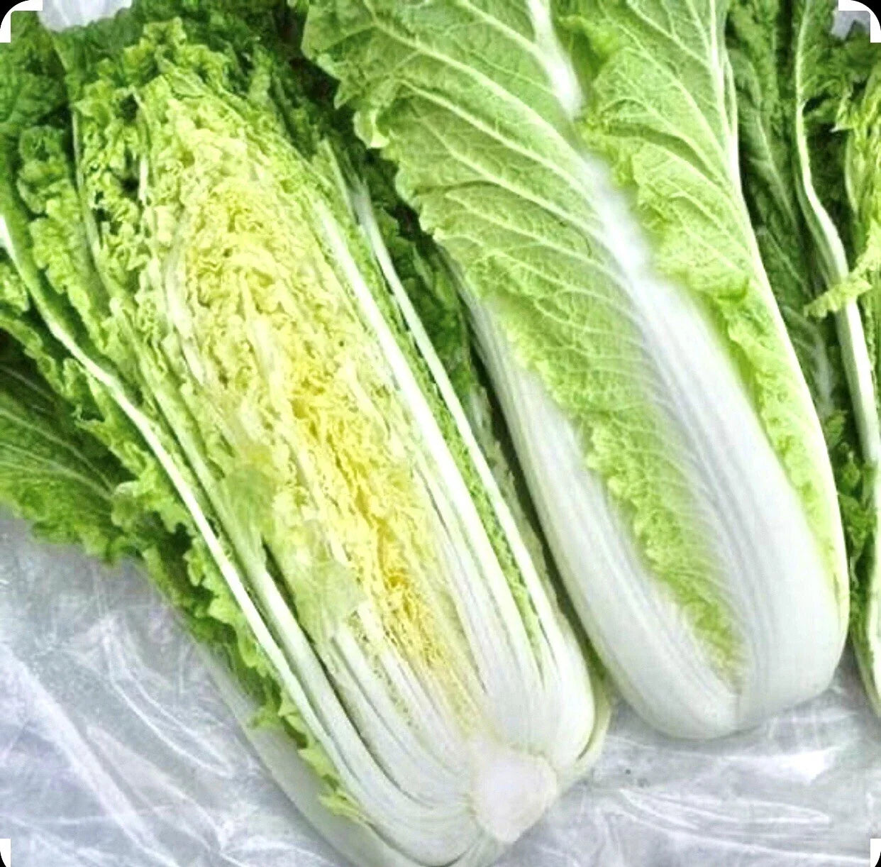 Chinese Michihili Cabbage Seeds - 1000 Organic Non-GMO Open Pollinated Brassica rapa var. parachinensis