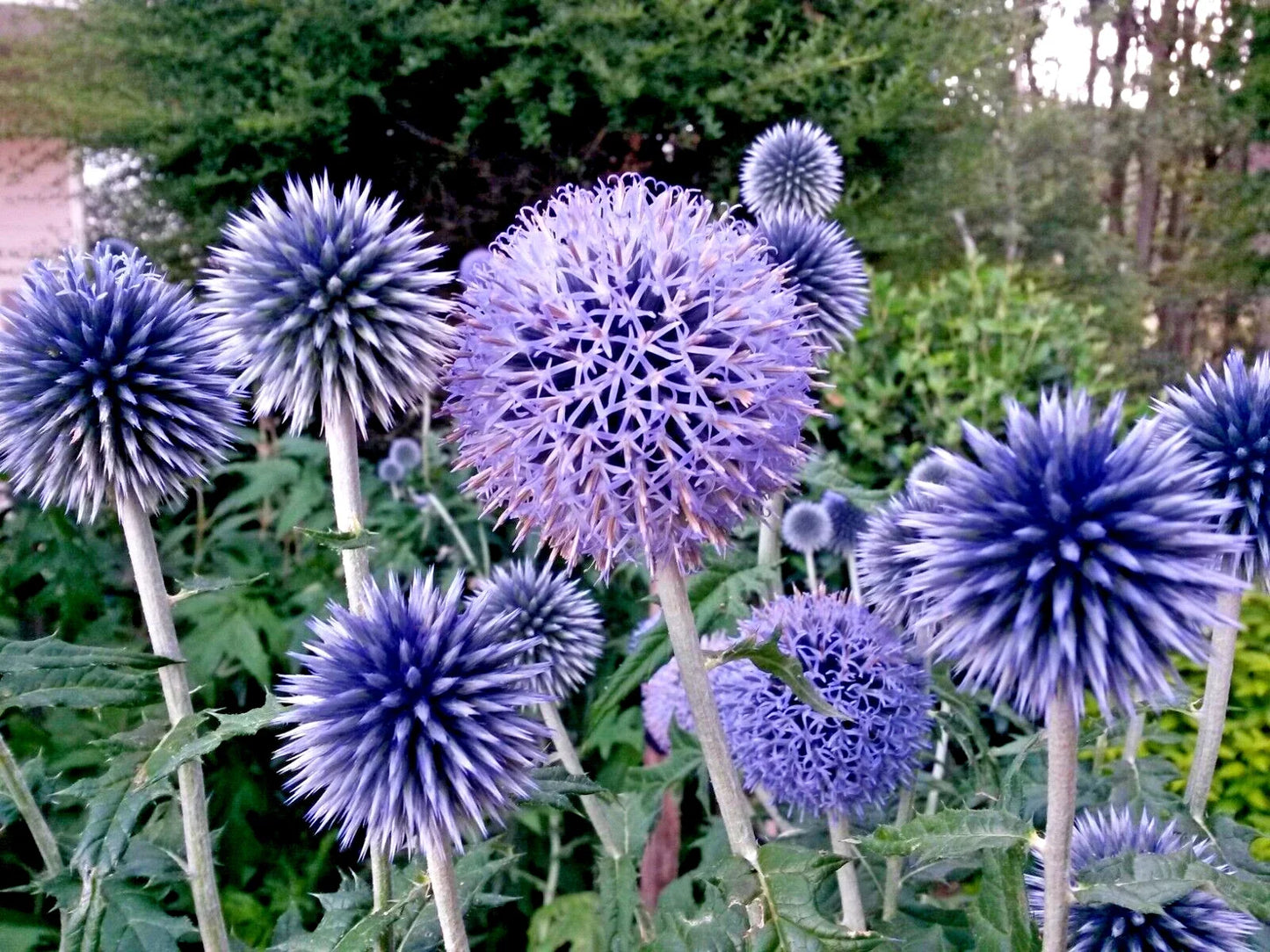 Blue Globe Thistle Seeds 50 Pack | Echinops ritro | Easy to Grow Perennial for Pollinator Gardens