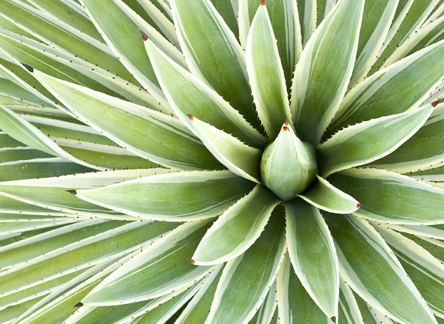 Agave Seed Mix - 50 Varieties for Planting - Drought-Resistant Agave spp. Seeds for Garden, Xeriscape, Container, Indoor or Outdoor