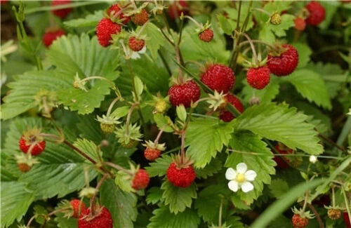 Alpine Strawberry Seeds - 100 Pack - White Flowers - Fragaria vesca - Compact, Self-Pollinating, Edible Fruit