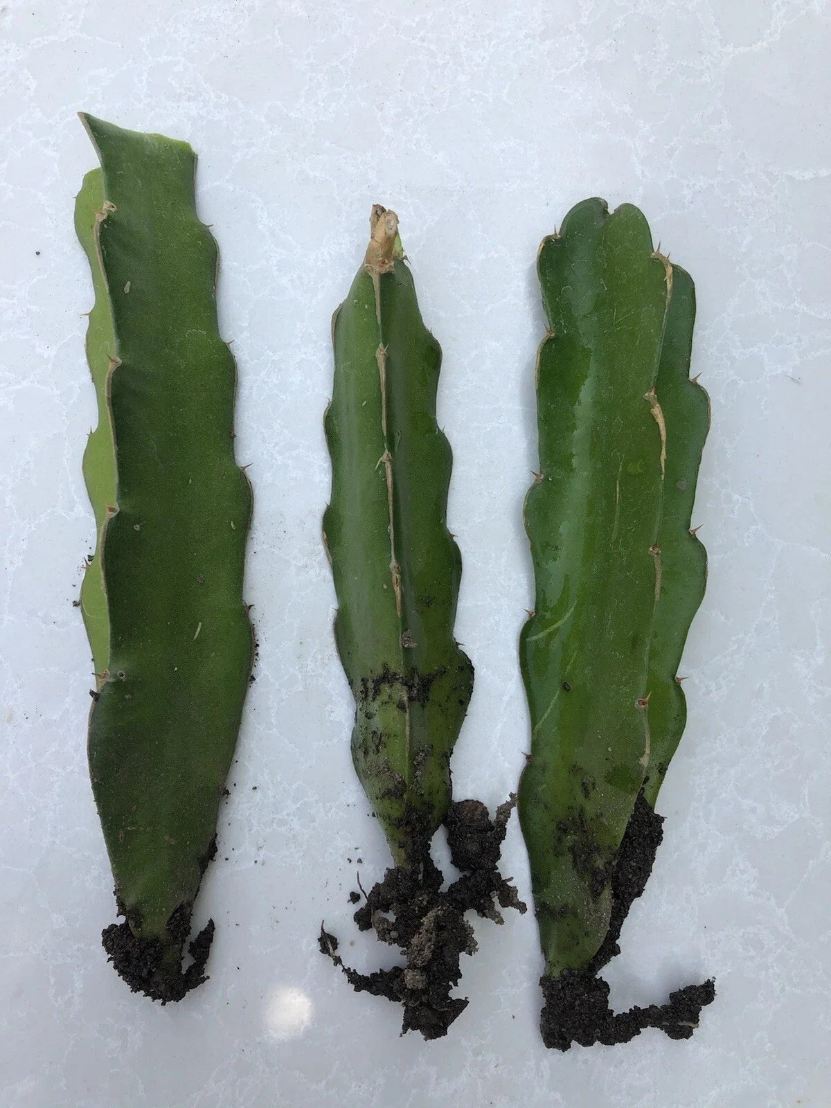White Dragon Fruit Cuttings - 3 Live Plants with Roots - Hylocereus undatus - Tropical Cactus for Garden or Patio