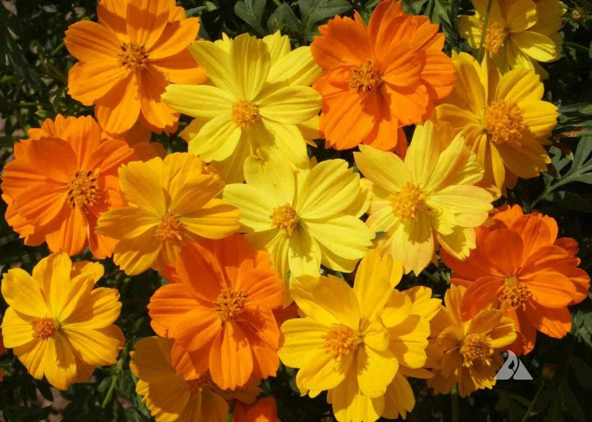 Cosmos Seeds Sulphur Dwarf Mix - Orange Yellow Gold - 200 Non-GMO Seeds