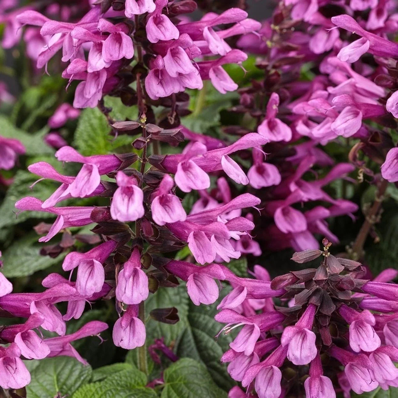 Pink Salvia Seeds - 50 Perennial Flower Seeds for Hummingbirds - Salvia splendens - Easy to Grow Garden Seeds