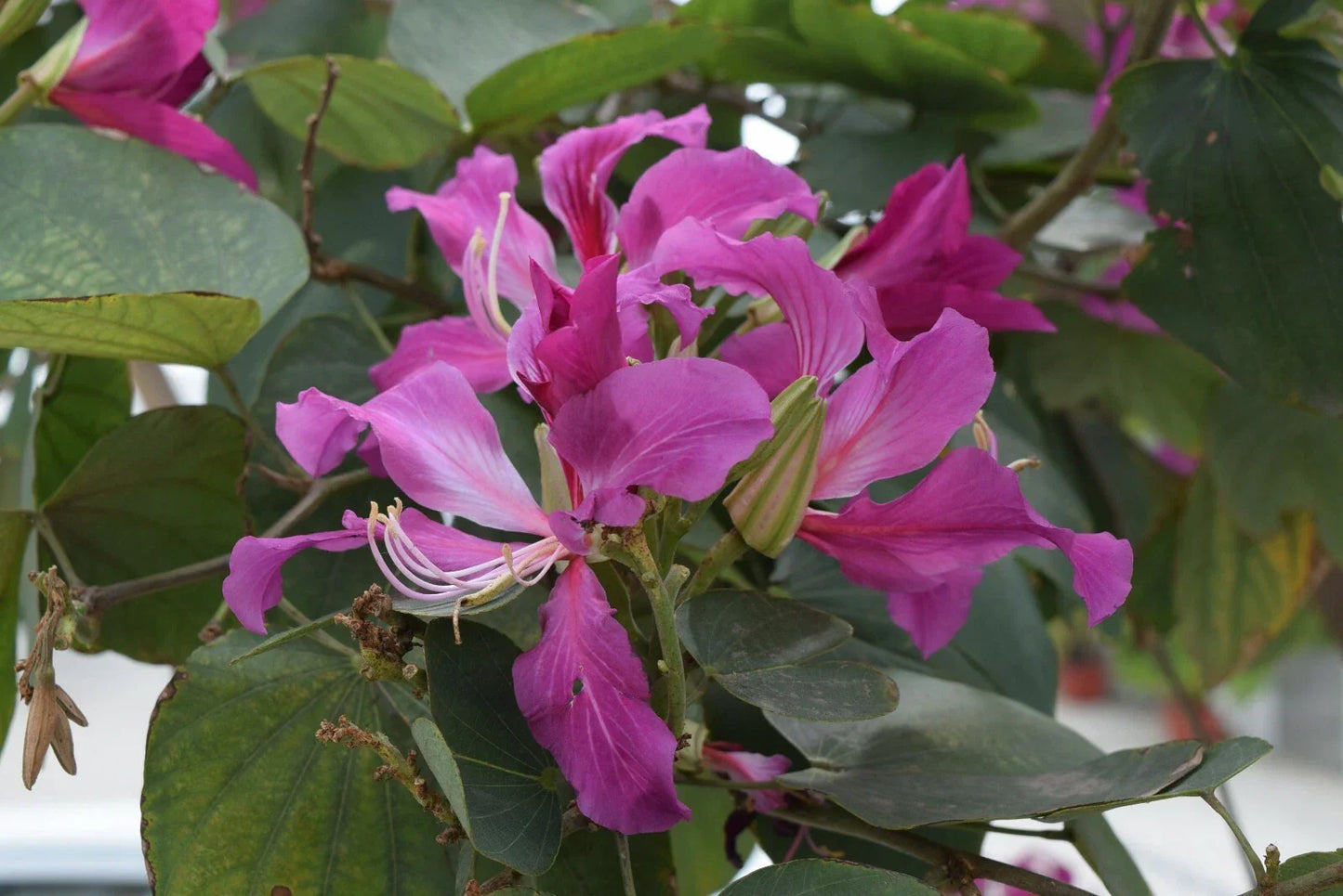 Purple Orchid Butterfly Tree Seeds - Bauhinia purpurea, 10 Count, Tropical Flowering Tree