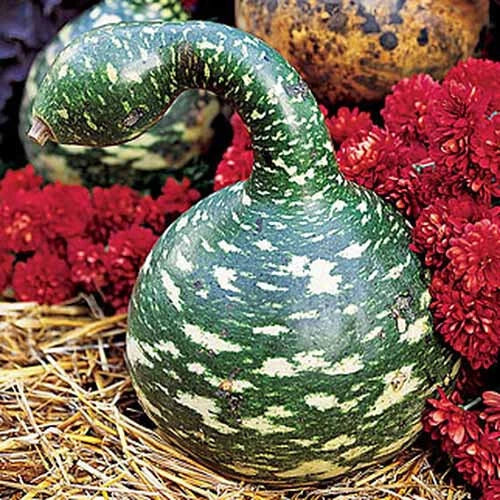 Speckled Swan Gourd Seeds, Ornamental Cucurbita pepo, Fall Decor, Heirloom, USA Grown, Non-GMO, 25+ Seeds