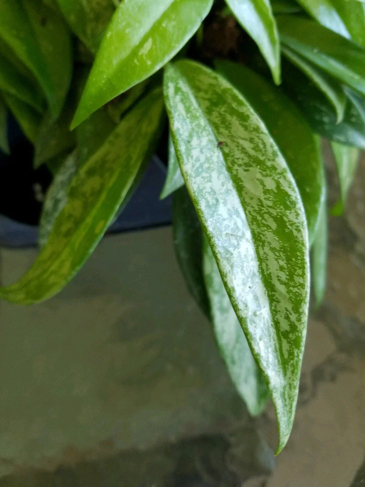 Hoya Pubicalyx Silver Splash Starter Plant - Indoor Tropical Wax Vine