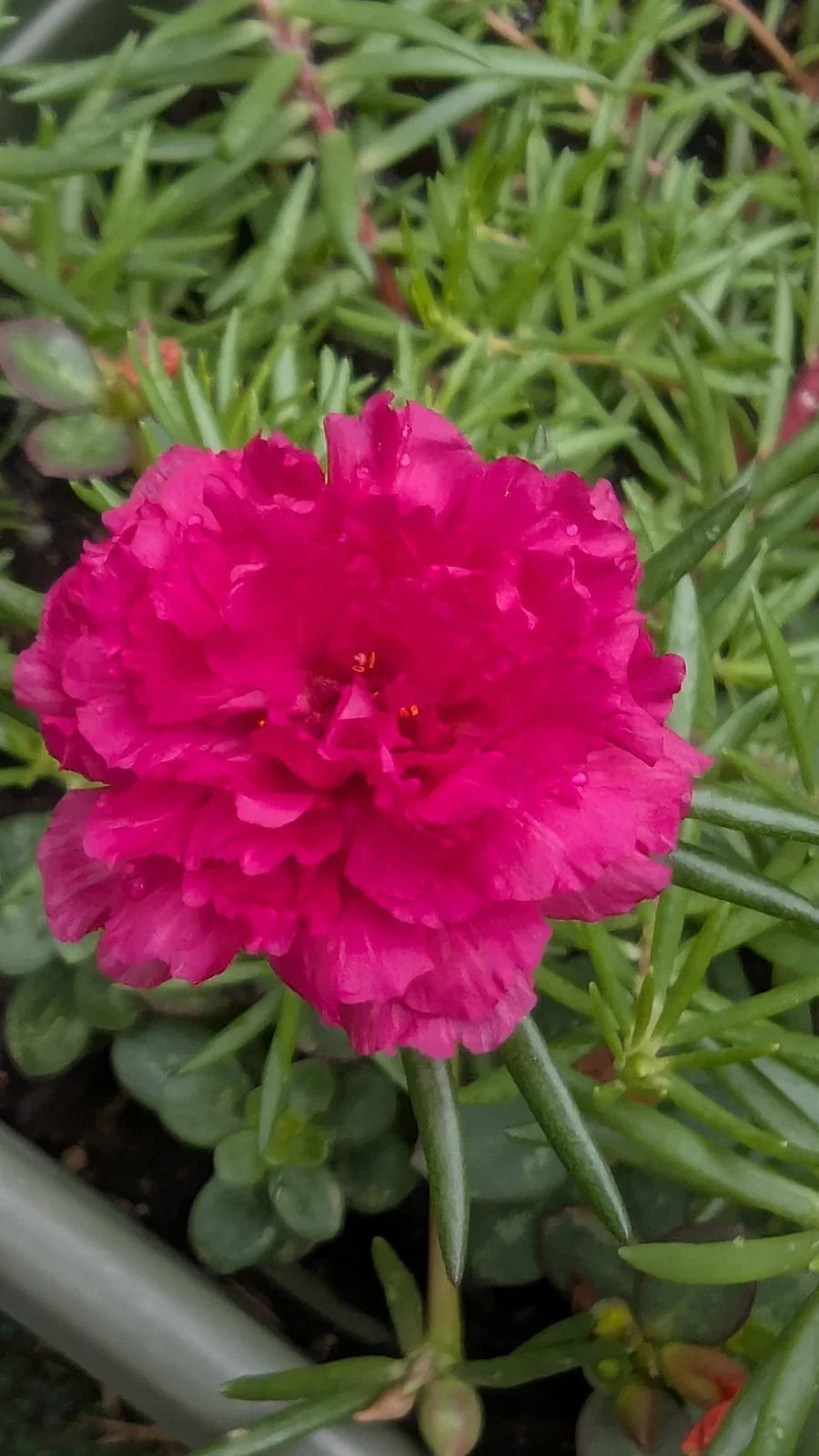 Hot Pink Portulaca Moss Rose Cuttings - 10 Unrooted Double Blooms, Portulaca oleracea, Drought-Tolerant, Easy Propagation