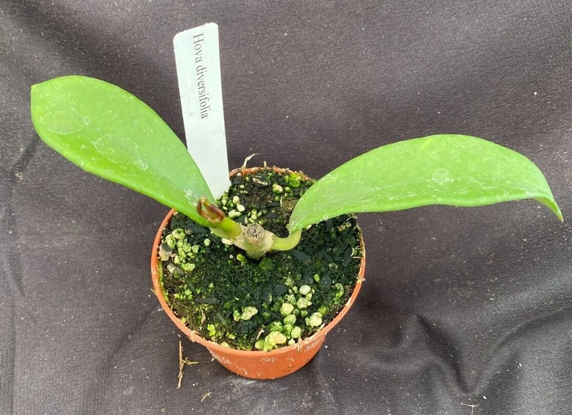 Hoya diversifolia Plant Rooted in 2.5" Pot | Unique Shaped Leaves Indoor Houseplant