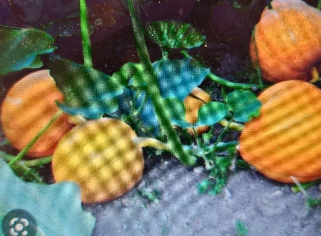 Sugar Pie Pumpkin Seeds - Non-GMO Heirloom Cucurbita pepo, Easy to Grow, Small to Medium Pumpkins, 24 Pack