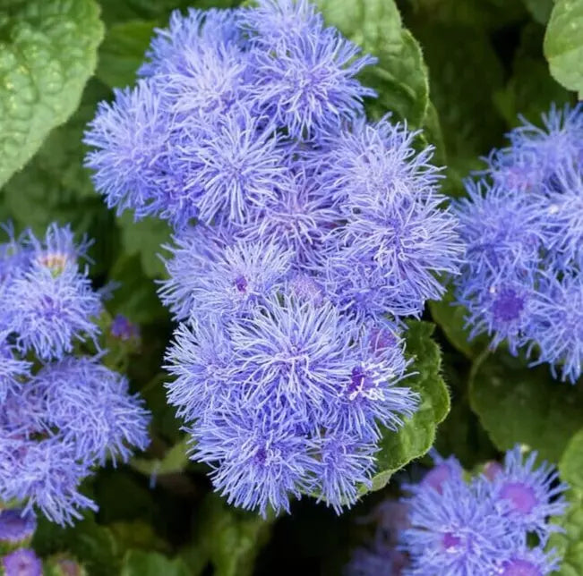 Ageratum Flower Seeds 1000+ Dwarf Blue Mink Annual Wildflower