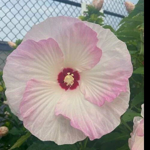 Hardy Hibiscus Seeds - Heirloom Dinner Plate Blooms - 20+ Seeds - Hibiscus moscheutos