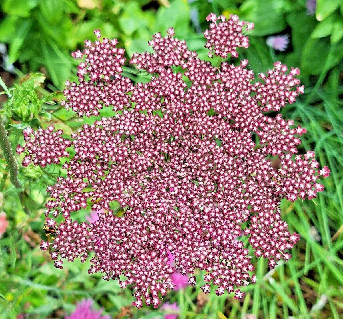 Purple and Pink Queen Anne's Lace Seeds - 100 Pack | Daucus Carota Purpura