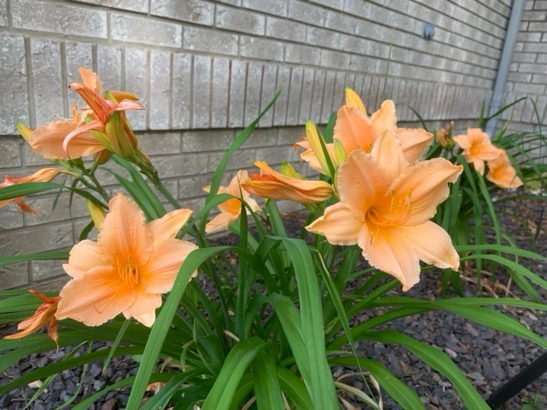 Daylily Plant Bare Root Apricot Peach Orange Hemerocallis Flowering Perennial Garden Bed Border