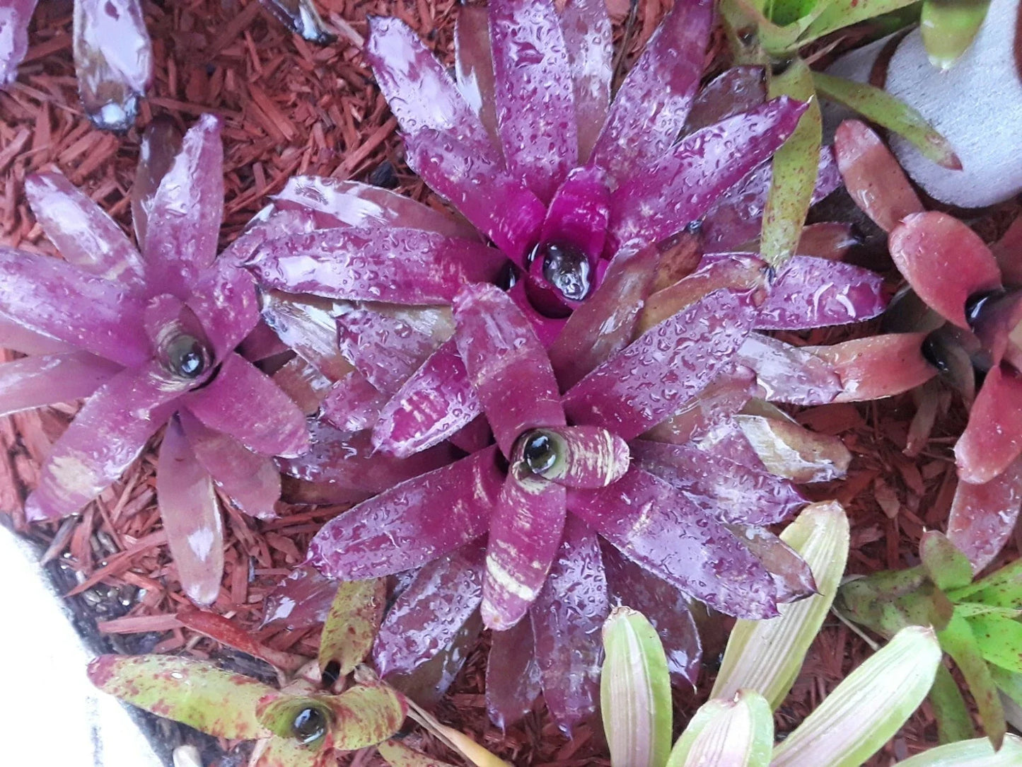 Neoregelia 'Bob Work' Bromeliad Plant – Medium Tropical Indoor Houseplant for Home Decor