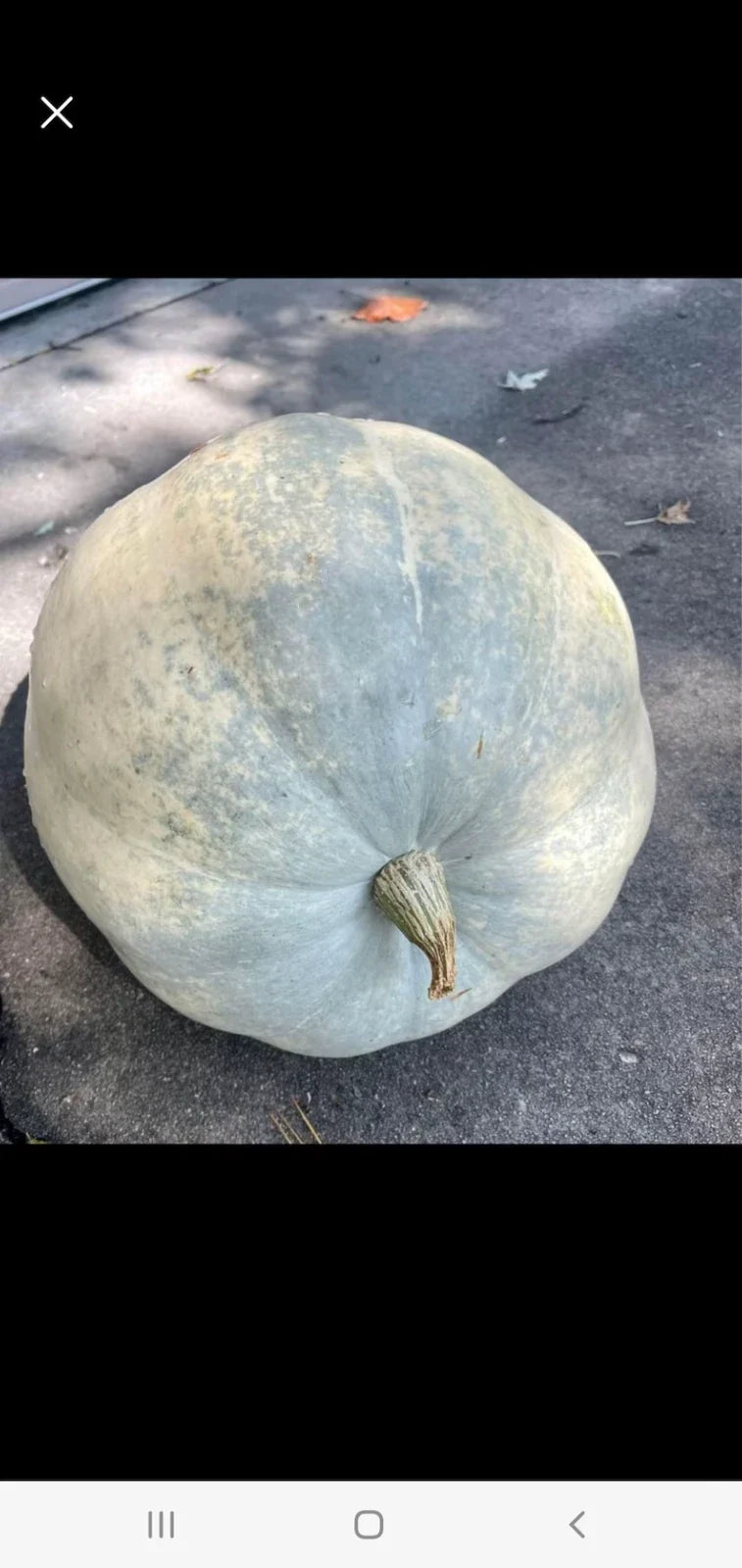 Giant Pumpkin Seeds - 10 Seafoam Blue Organic Seeds - Non-GMO, USA Grown, Cucurbita pepo, Decorative & Edible