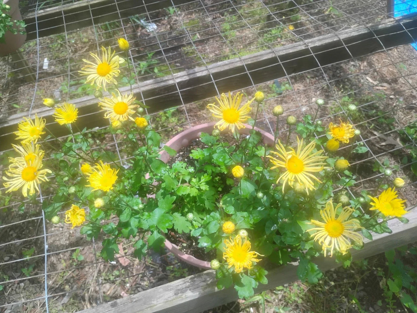 Yellow Quilled Mum Live Plant Set of 3, Chrysanthemum morifolium, Perennial Garden Flowers, Bright Yellow Blooms