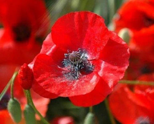 5000 Red Corn Poppy Seeds - Papaver rhoeas - Non-GMO Bulk Flower Seeds for Garden