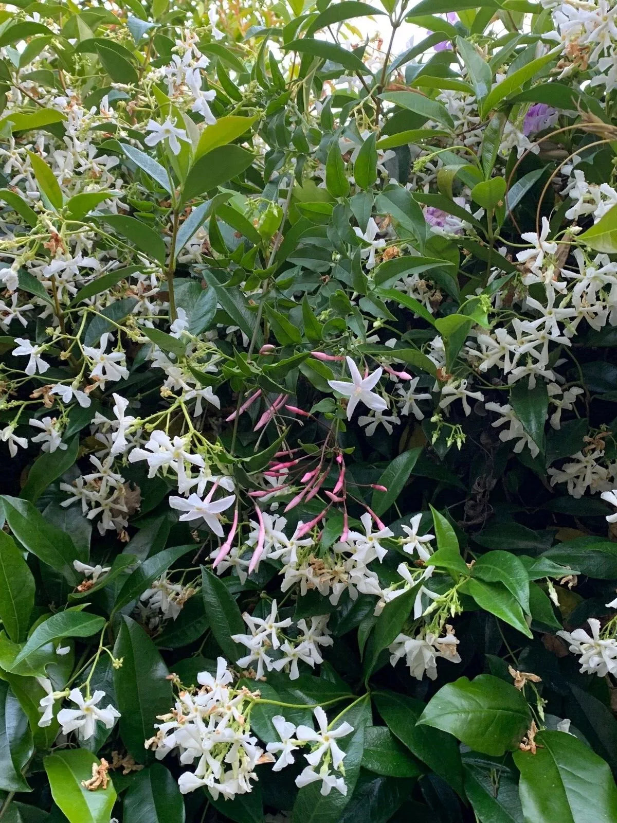 Butterfly Vines Combo - Organic USA Star & Polyanthum Jasmine Cuttings for Garden & Indoor