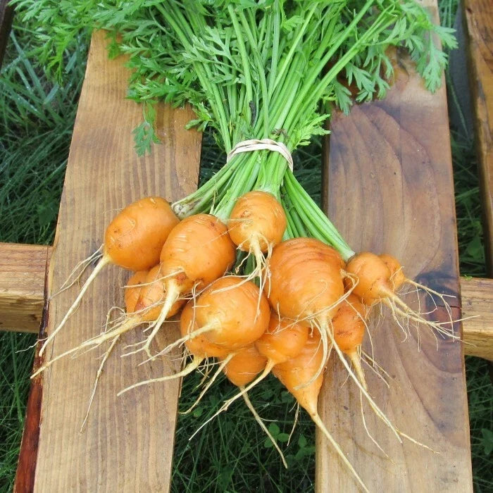 Parisian Carrot Seeds | Heirloom Non-GMO Organic Vegetable Seeds | Daucus carota | Compact Root Crop for Gardens