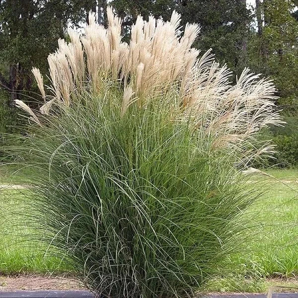 Miscanthus sinensis Seeds - Organic Japanese Silvergrass for Borders & Privacy Screens, 30 Seeds