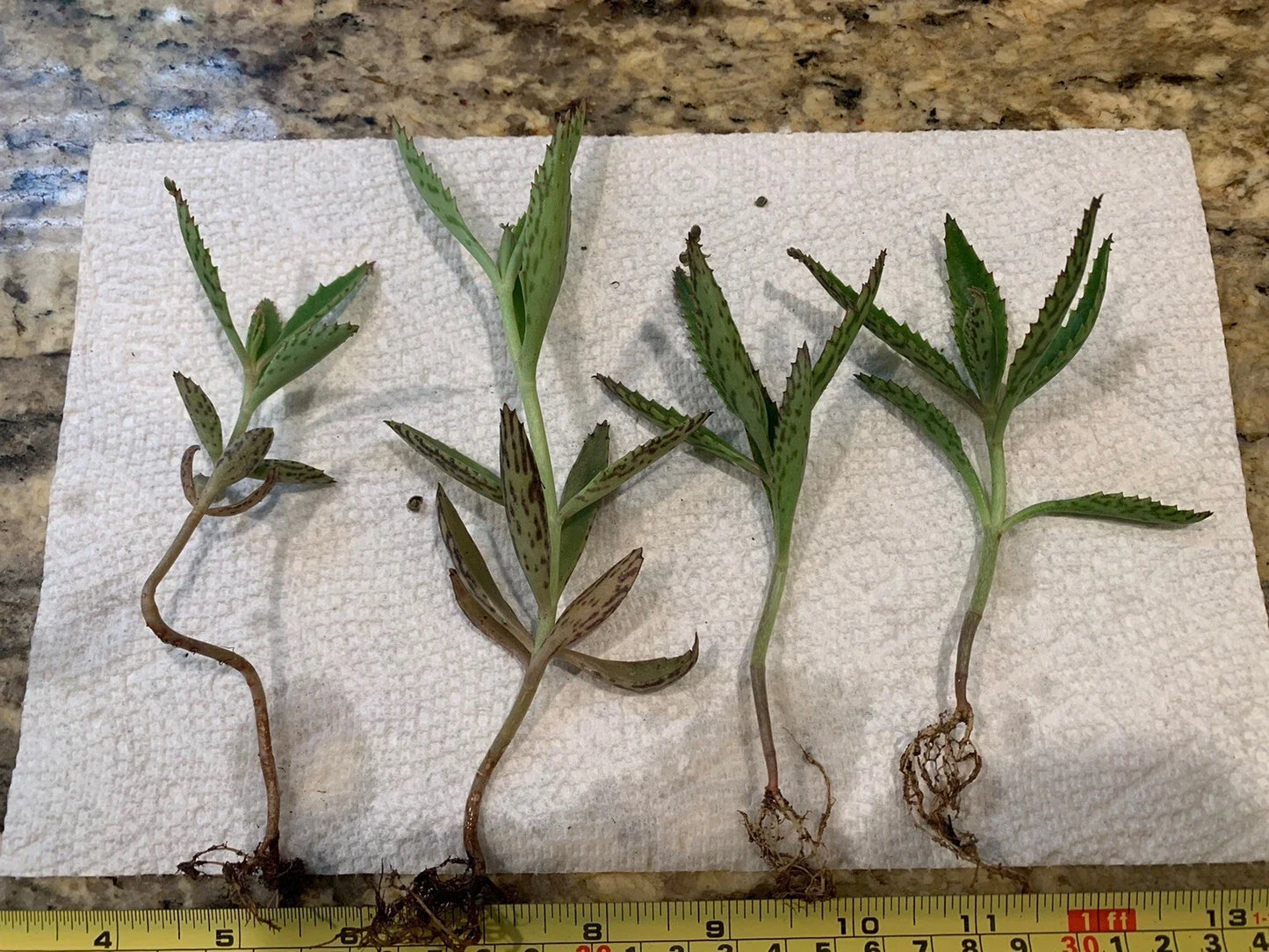Kalanchoe daigremontiana Mother of Thousands Succulent Plants - Bare Root Set of Four 3"-4" Alligator Plants