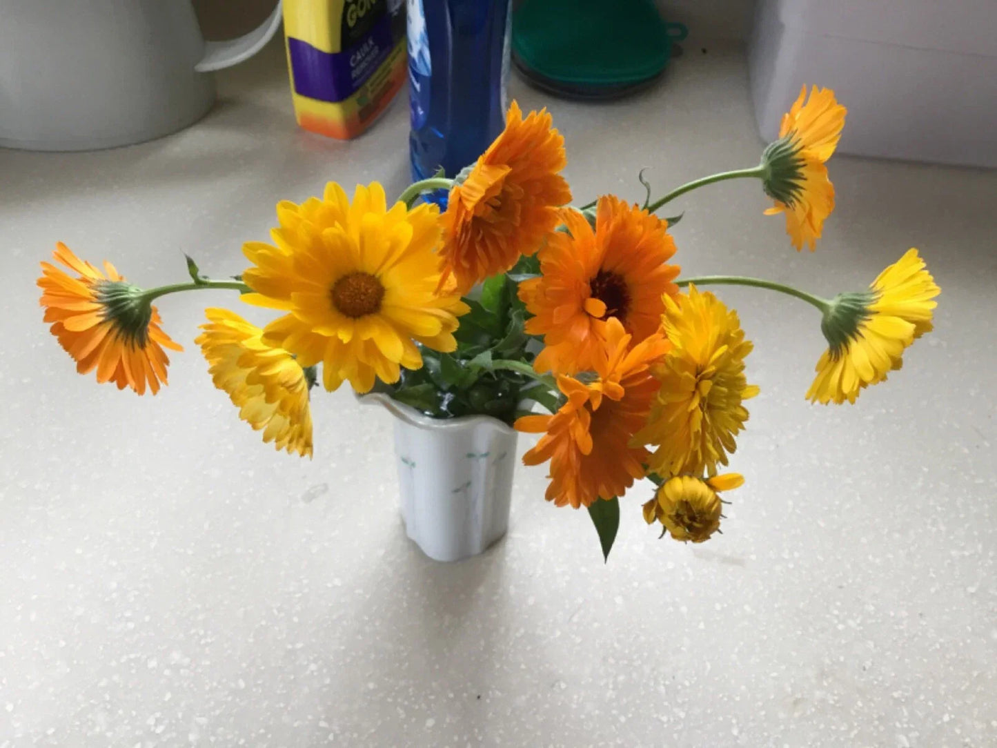 Calendula Seeds - Various Colors and Forms | Calendula officinalis