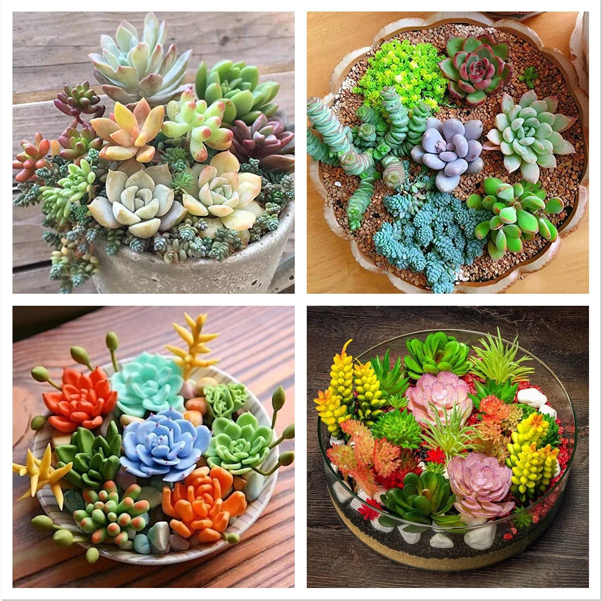 100pcs Rare Succulent Seeds for Planting, DIY Bonsai & Ornamental Plants, Succulent Seed Variety