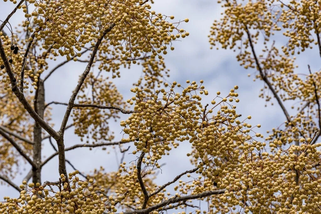 Chinaberry Tree Seeds - 30 Fast-Growing Melia azedarach Seeds for Garden, Landscape, Fragrant Blooms
