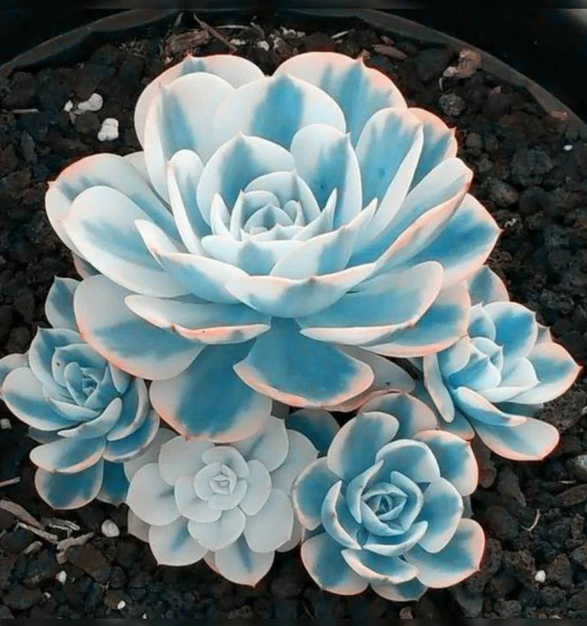 Blue White Succulents Seeds Pack - Witchford Lithops (Lithops spp.) for Indoor & Outdoor Gardening, Drought-Resistant, 100 Seeds