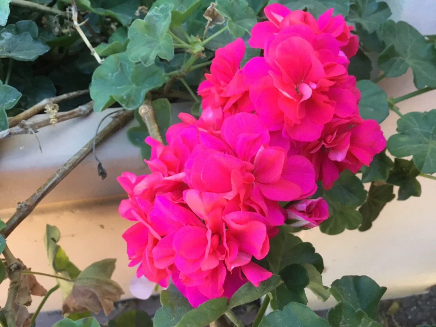 Ivy Geranium Cuttings 6 Pack Salmon Pink Double Pelargonium peltatum for Hanging Baskets