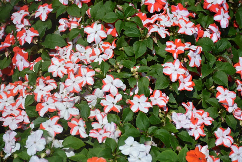 Busy Lizzy Seeds - 100 Premium Orange Star Impatiens (Impatiens walleriana) - Non-California Shipping