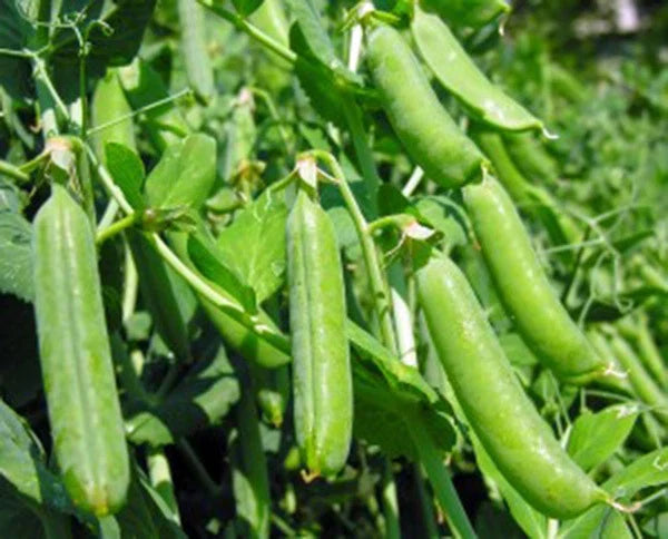 Heirloom Peas Seeds - Thomas Laxton Variety for Salads & Cooking - Pisum sativum, 20+ Seeds, Easy to Grow, High Yield