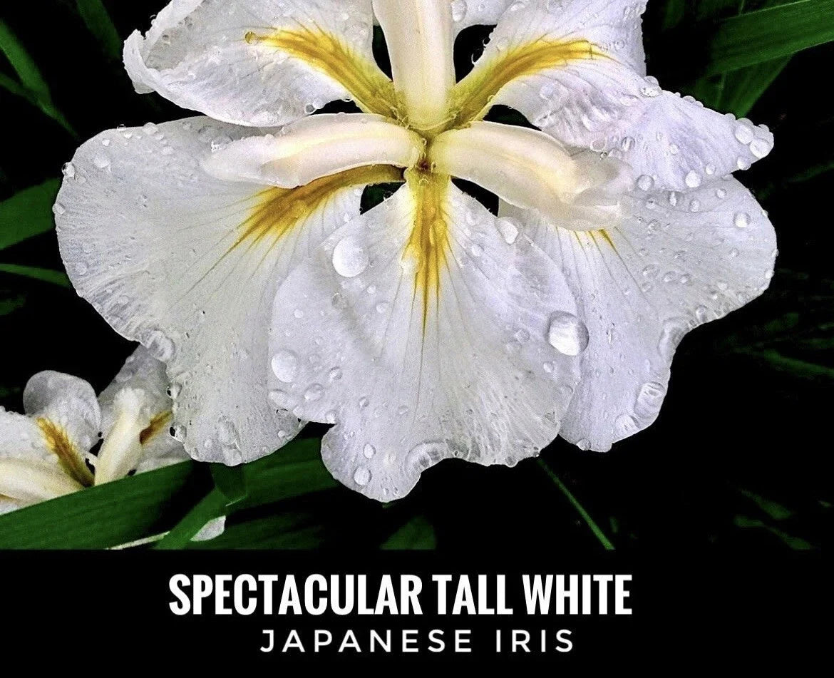 Tall White Japanese Iris Bare Root Starter Plant - Iris ensata, Perennial Flower for Water Gardens & Borders